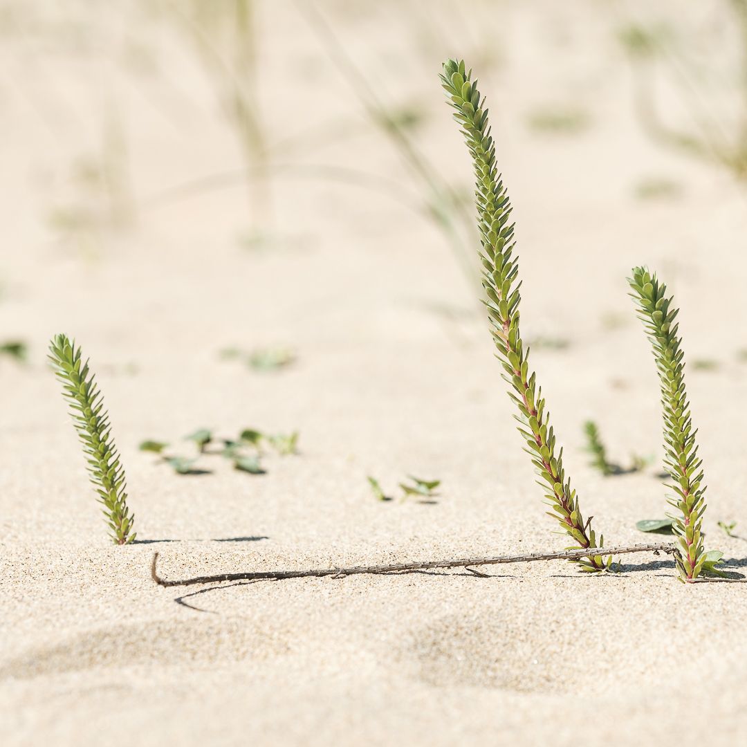 loneliness_soledad_rodiles_fotografico-0435-2 2
